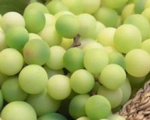 grape_green_harvest_225654_l